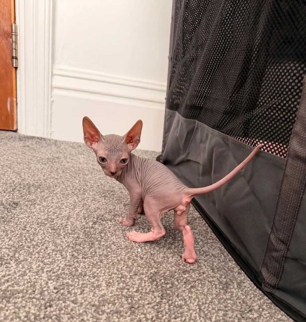 Entzückende Sphynx-Kätzchen: 2 Kater, 4 Katzen