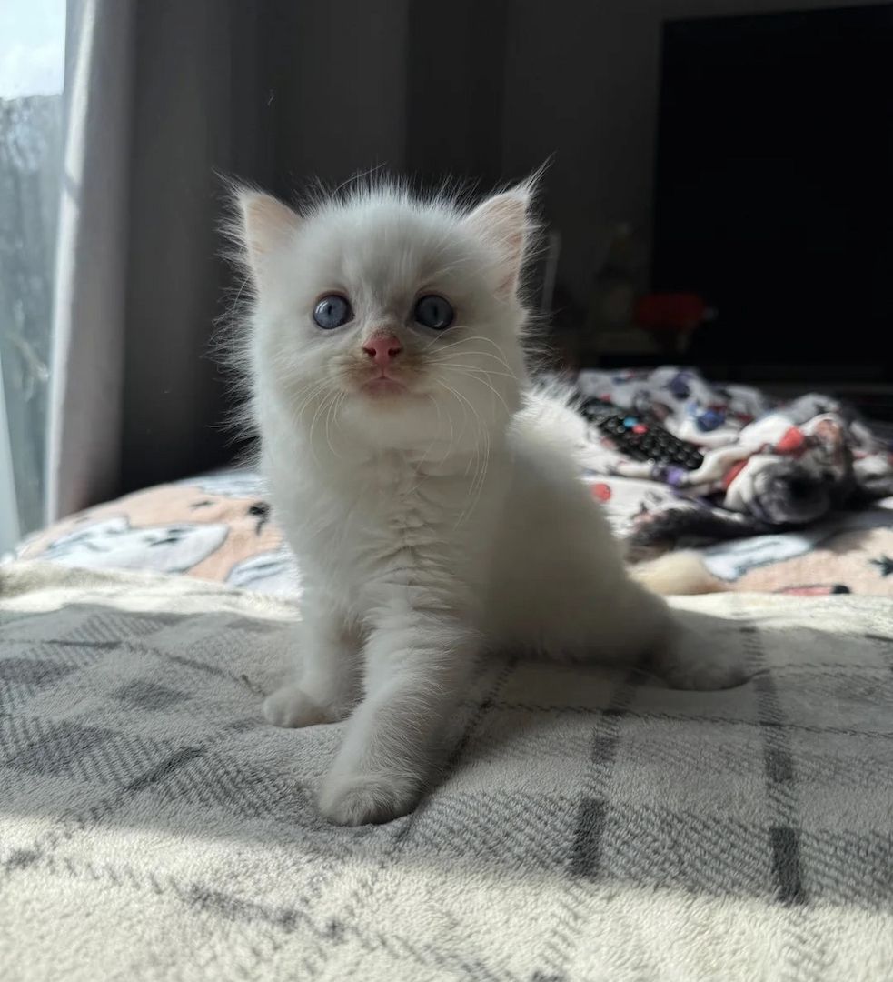 reinrassige Ragdoll-Kätzchen