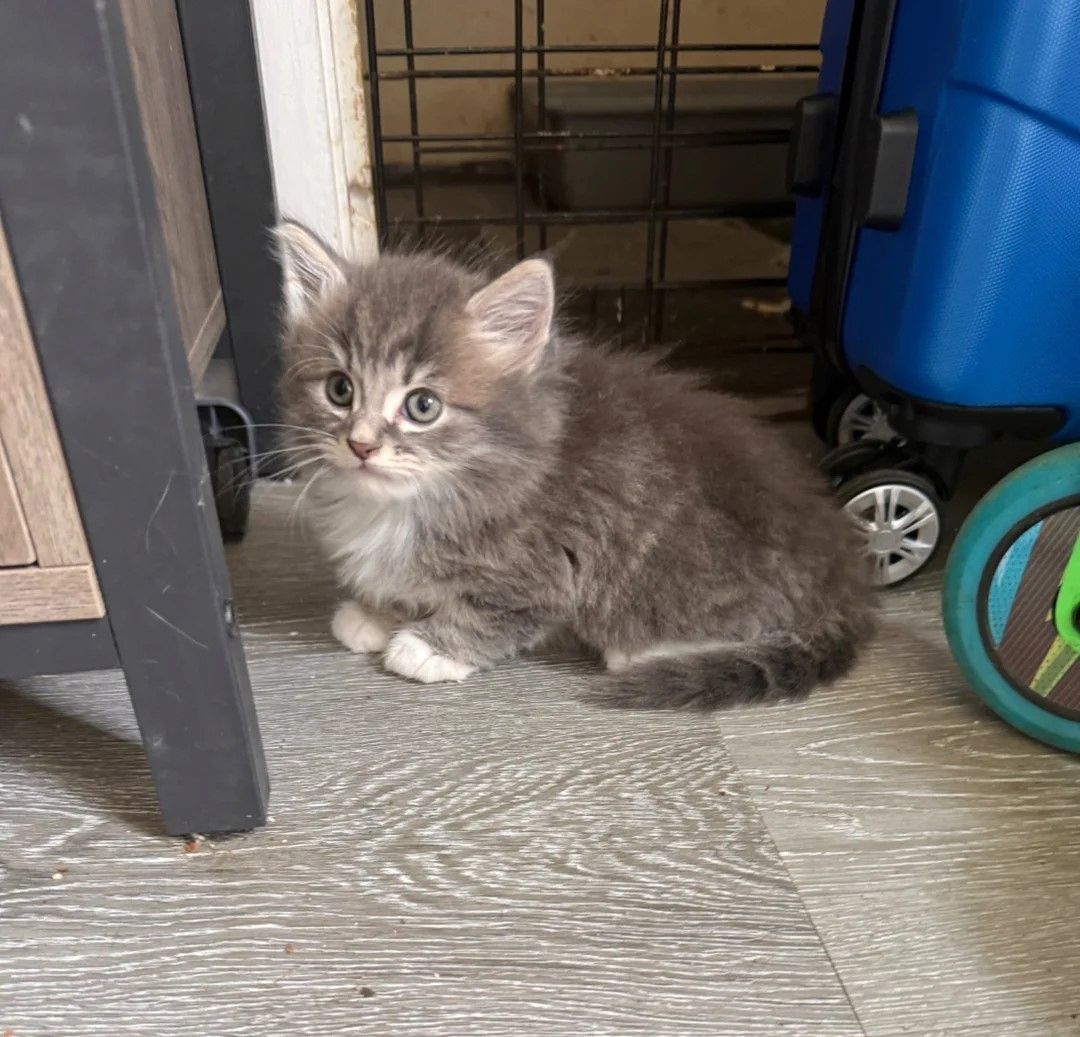 Norwegische Waldkatze
