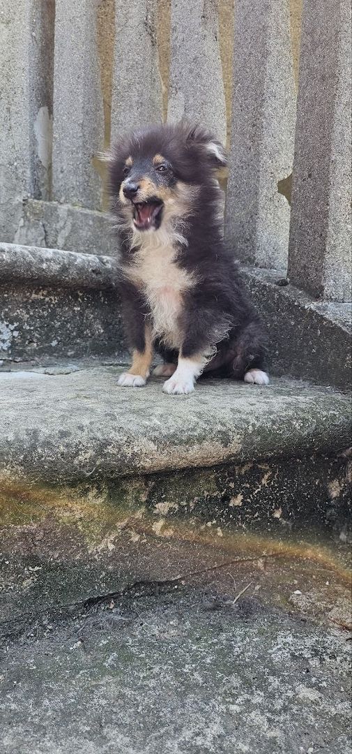 Sheltie FCI Junge