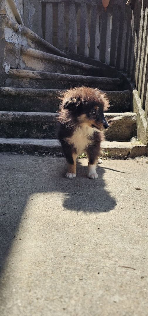 Sheltie FCI Junge