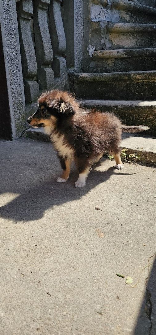 Sheltie FCI Junge