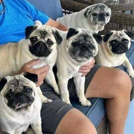 Mops welpen-W m