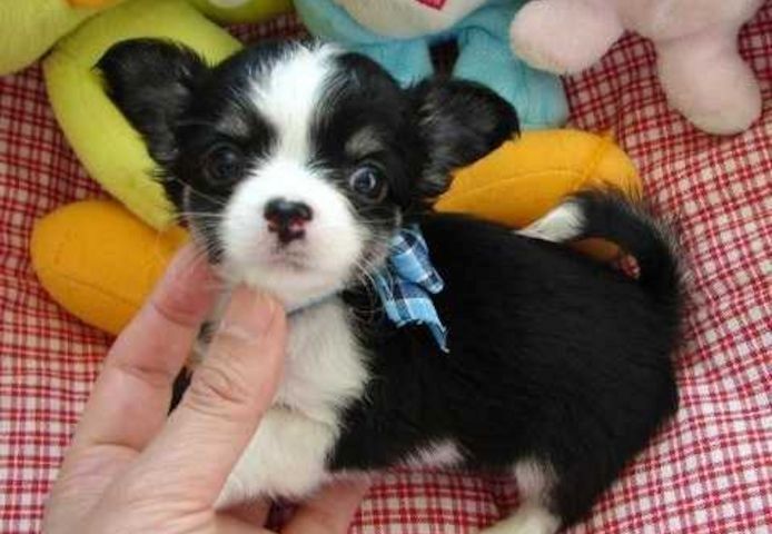 Super süße MINI chihuahua welpen mit Papieren