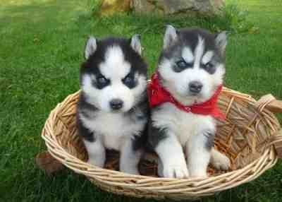 Süße Siberian Husky Welpen