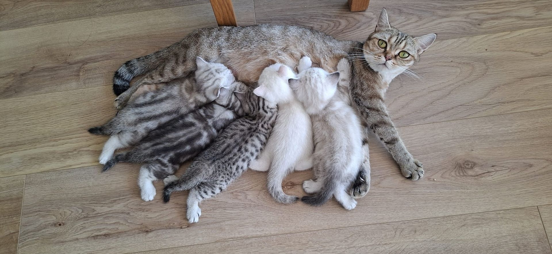 Britisch Kurzhaar (BKH) Kätzchen abzugeben ❤️🐾