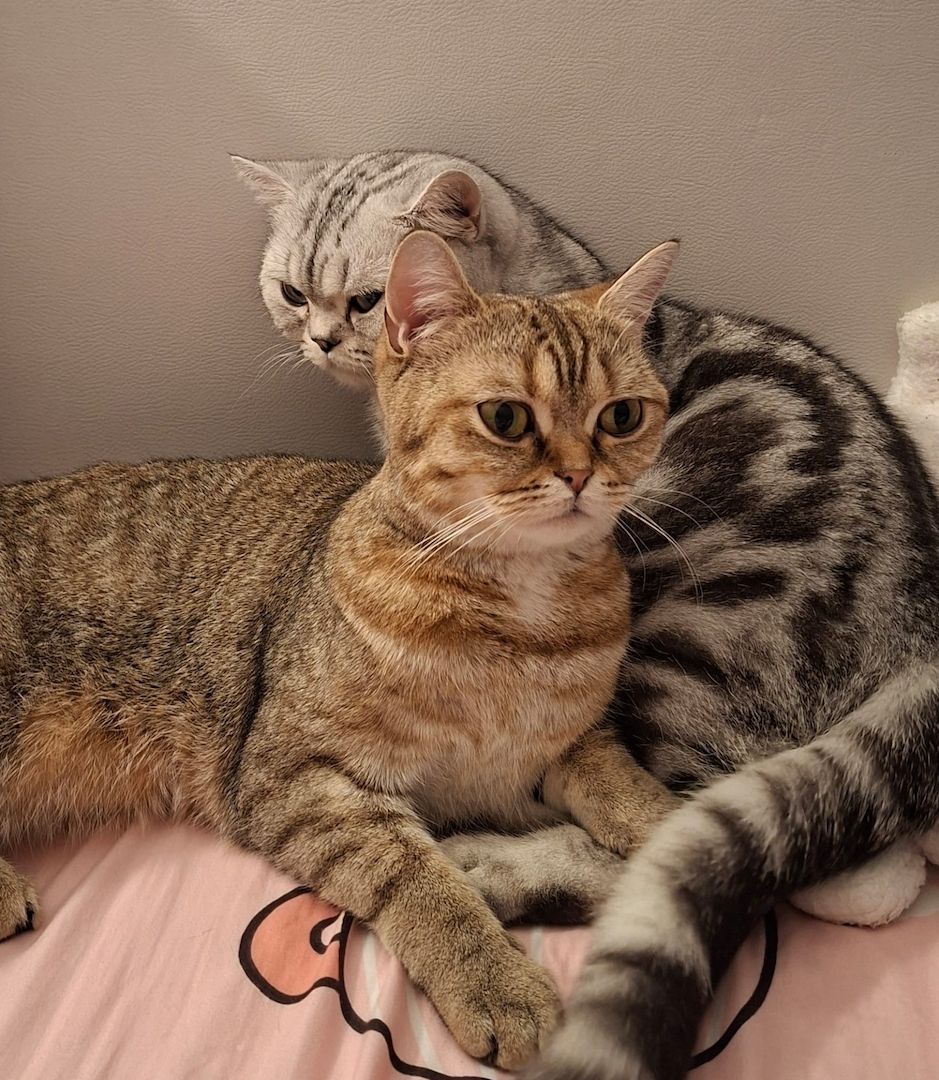 Britisch Kurzhaar (BKH) Kätzchen abzugeben ❤️🐾