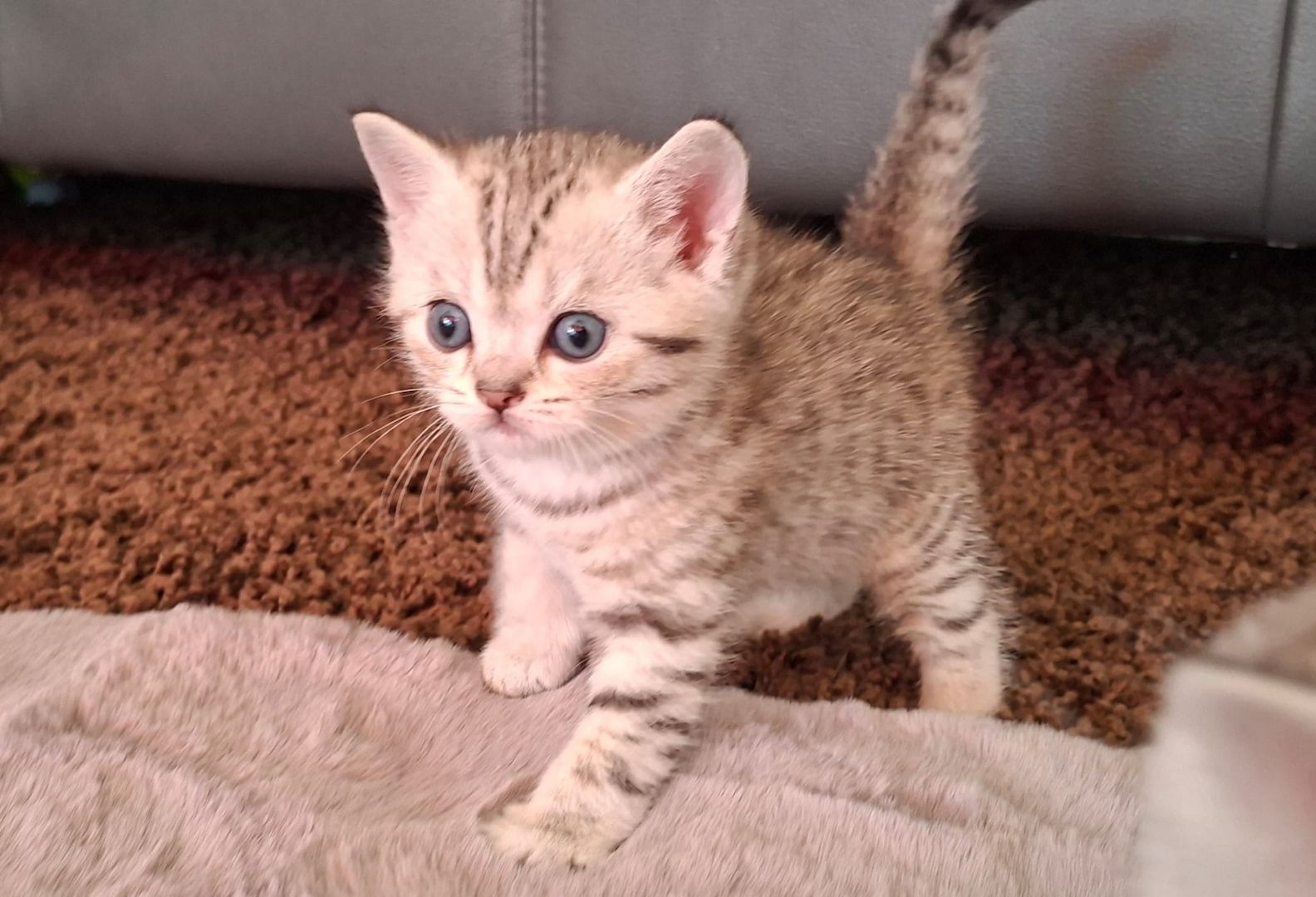 Britisch Kurzhaar (BKH) Kätzchen abzugeben ❤️🐾