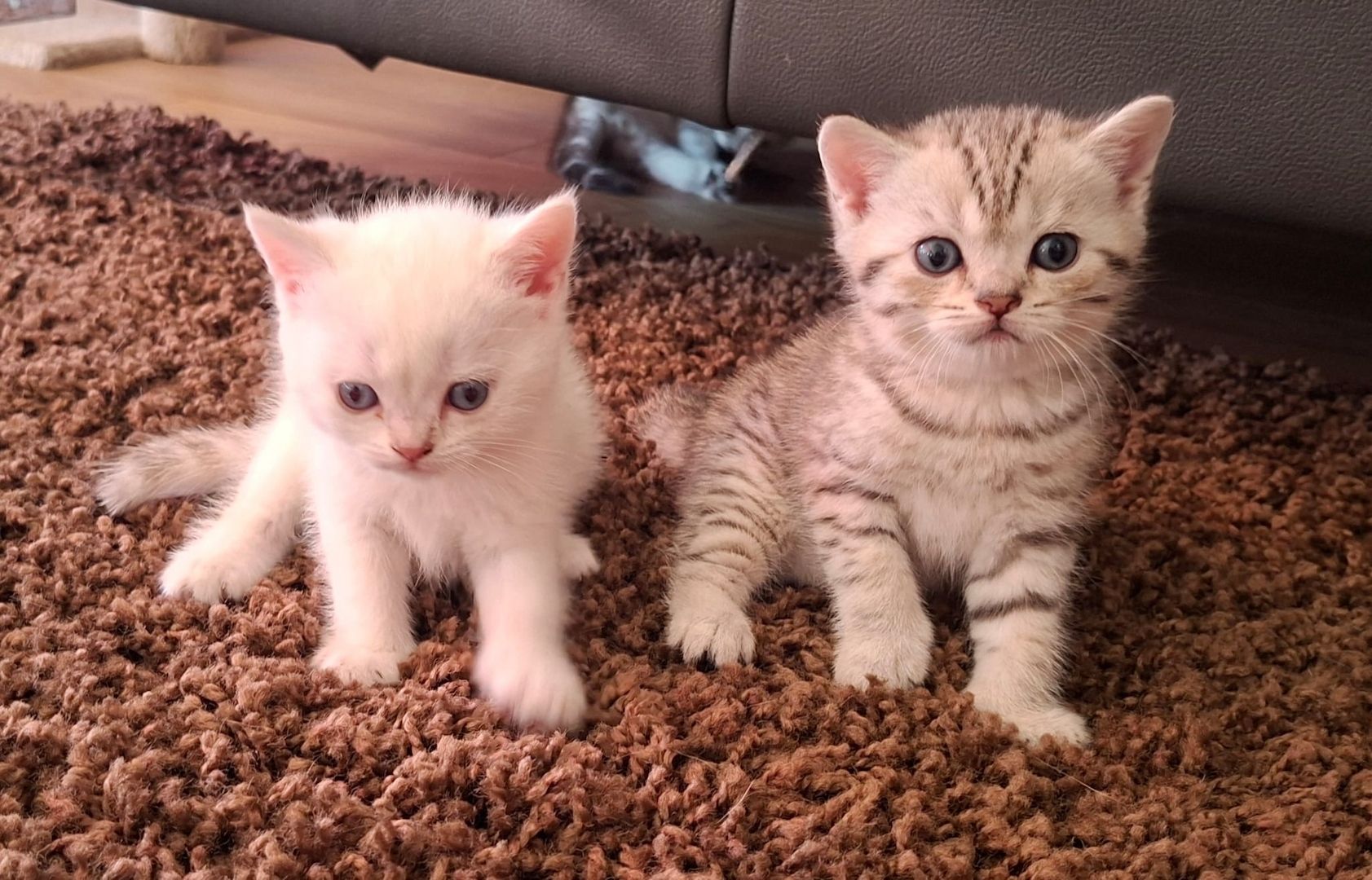 Britisch Kurzhaar (BKH) Kätzchen abzugeben ❤️🐾
