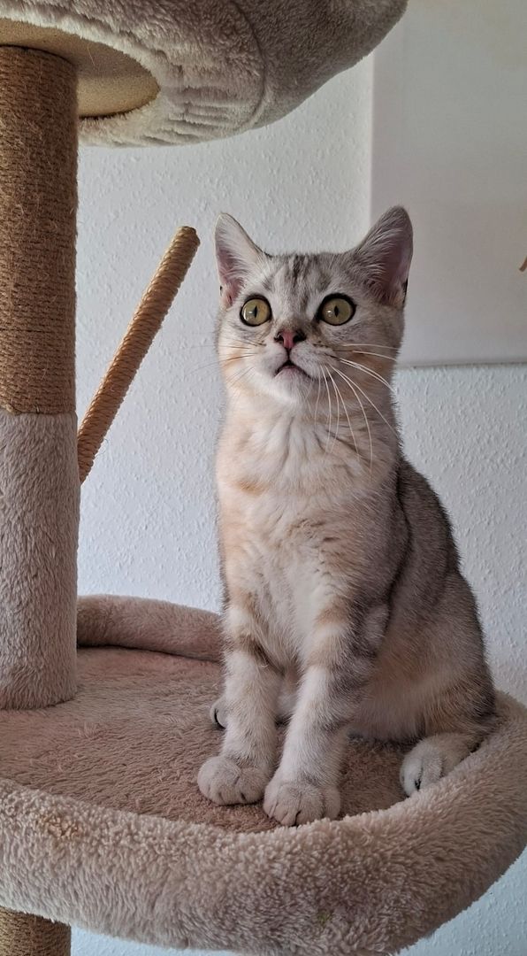 Britisch Kurzhaar (BKH) Kätzchen abzugeben ❤️🐾