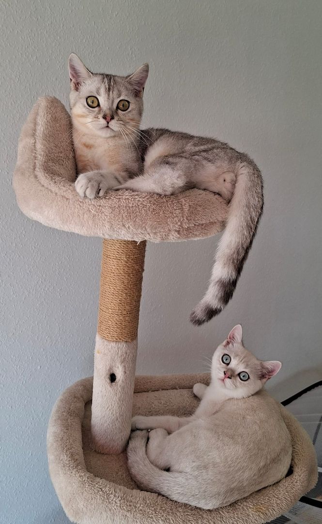 Britisch Kurzhaar (BKH) Kätzchen abzugeben ❤️🐾