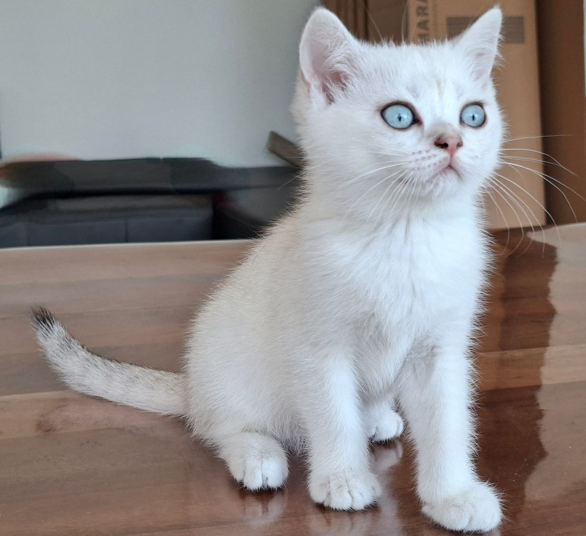 Britisch Kurzhaar (BKH) Kätzchen abzugeben ❤️🐾