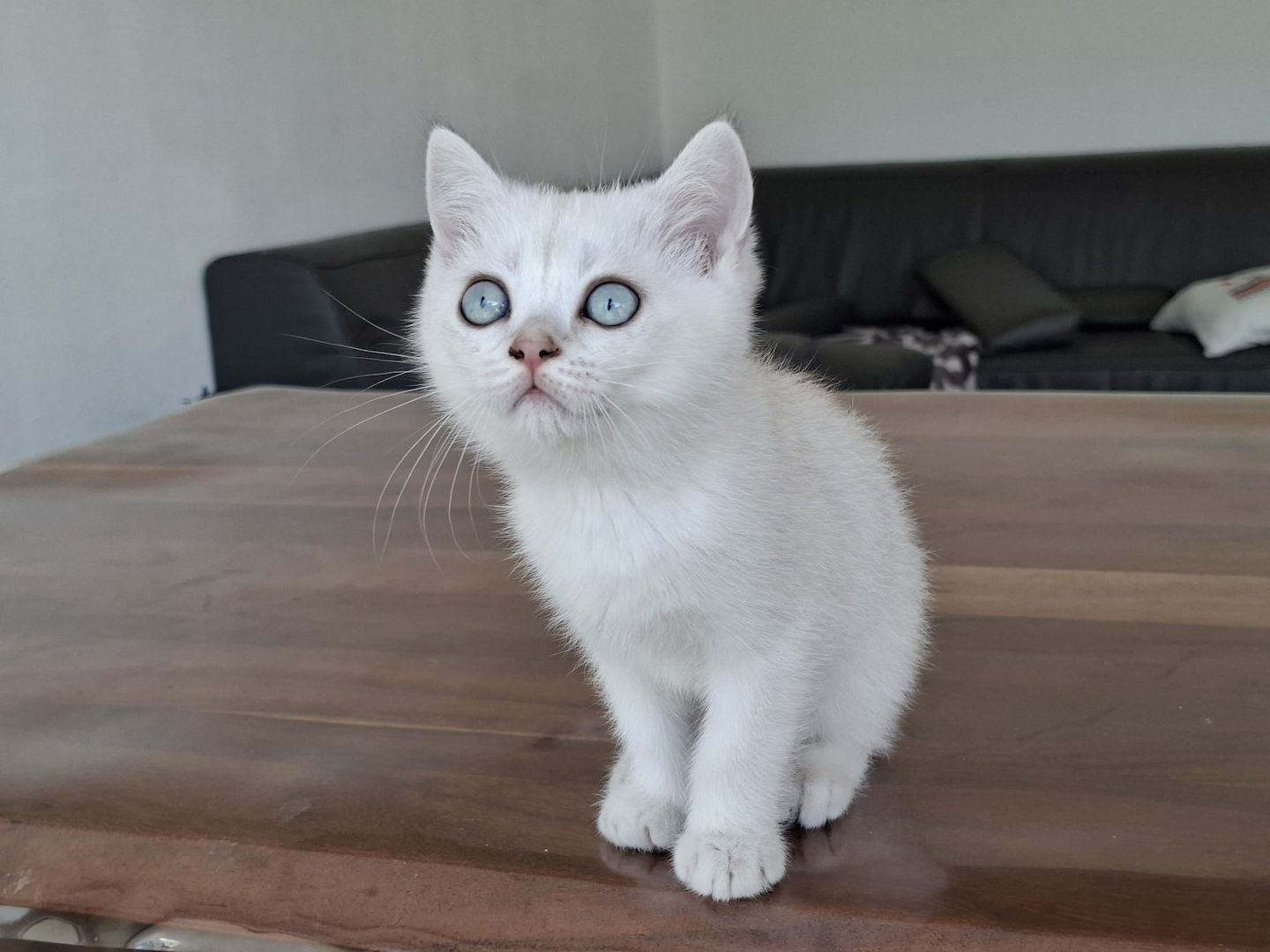 Britisch Kurzhaar (BKH) Kätzchen abzugeben ❤️🐾