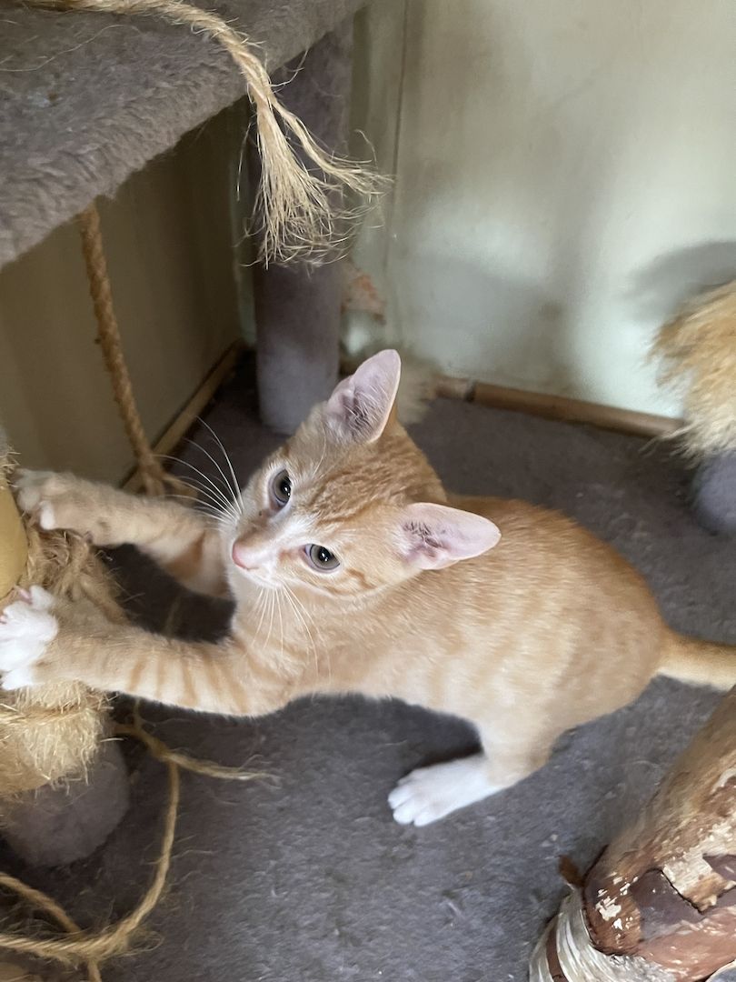Süße Katzen suchen ein neues Zuhause