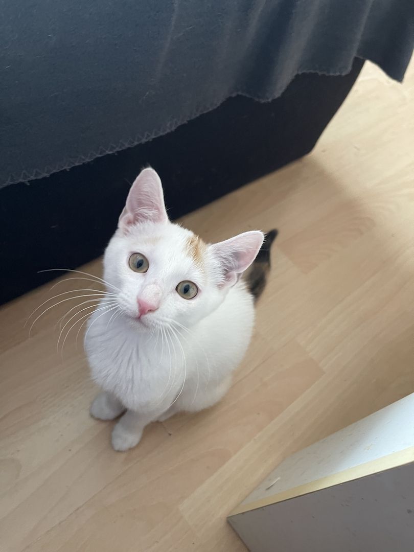 Süße Katzen suchen ein neues Zuhause