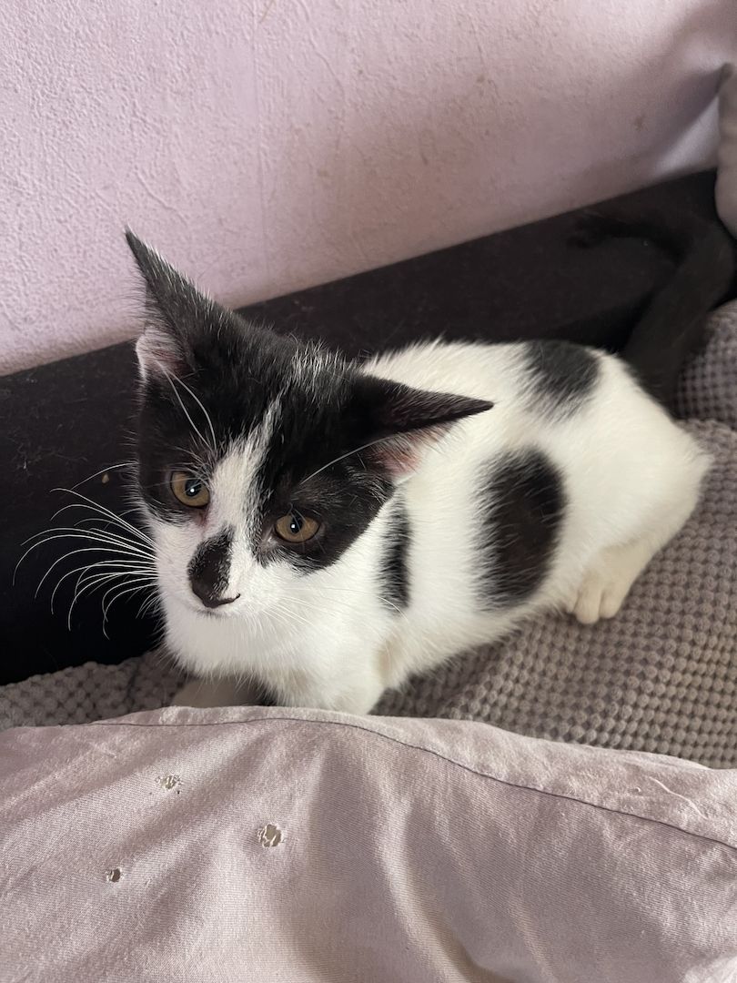 Süße Katzen suchen ein neues Zuhause