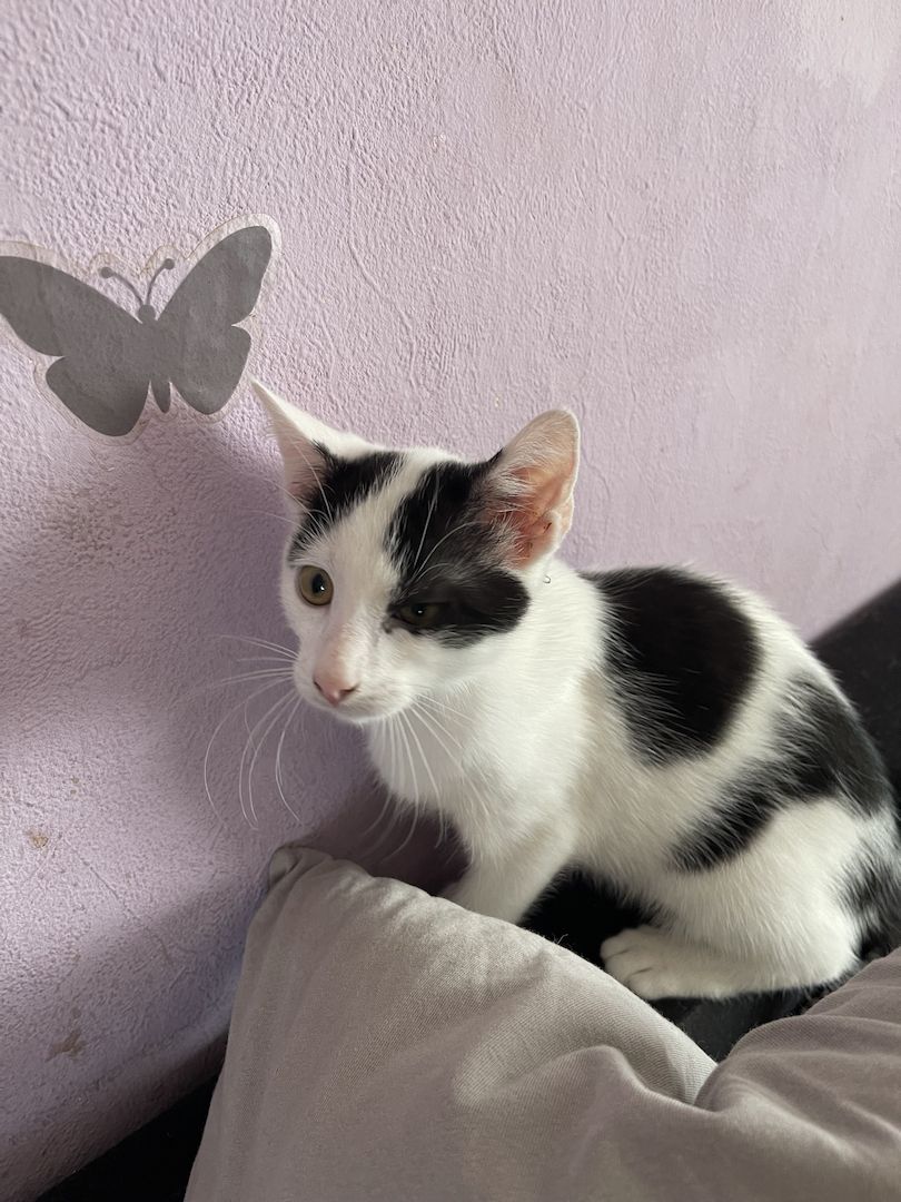 Süße Katzen suchen ein neues Zuhause