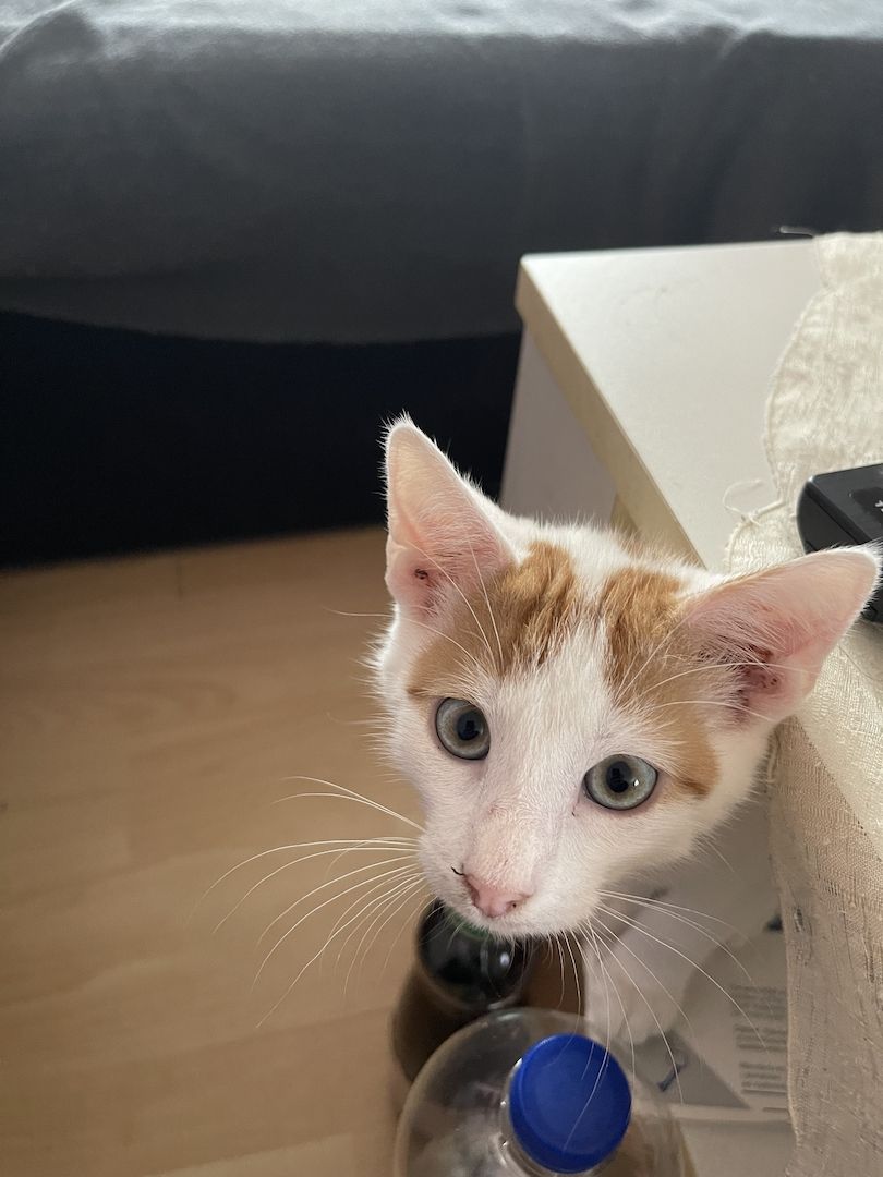 Süße Katzen suchen ein neues Zuhause