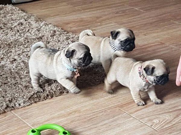 Mops-Welpen zu vermitteln.