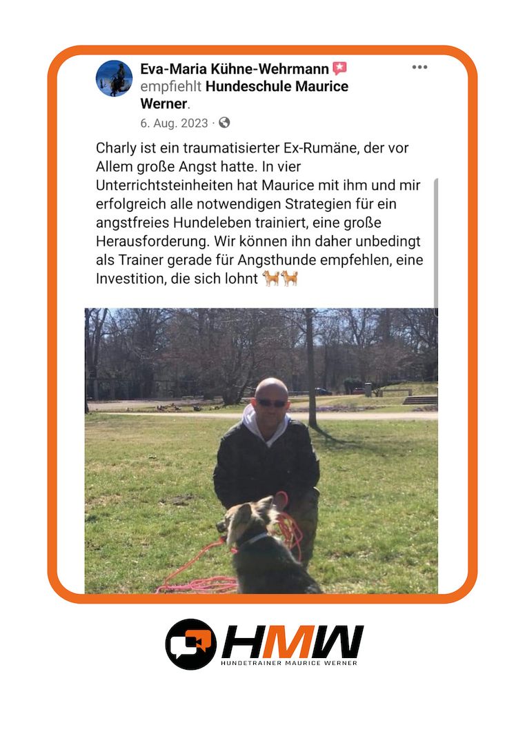 Professionelles Hundetraining – Persönlich oder auch via Video