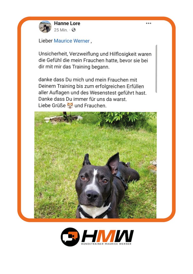 Professionelles Hundetraining – Persönlich oder auch via Video