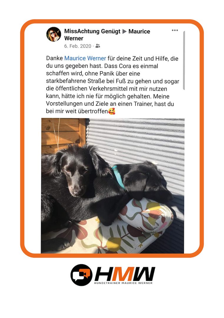 Professionelles Hundetraining – Persönlich oder auch via Video