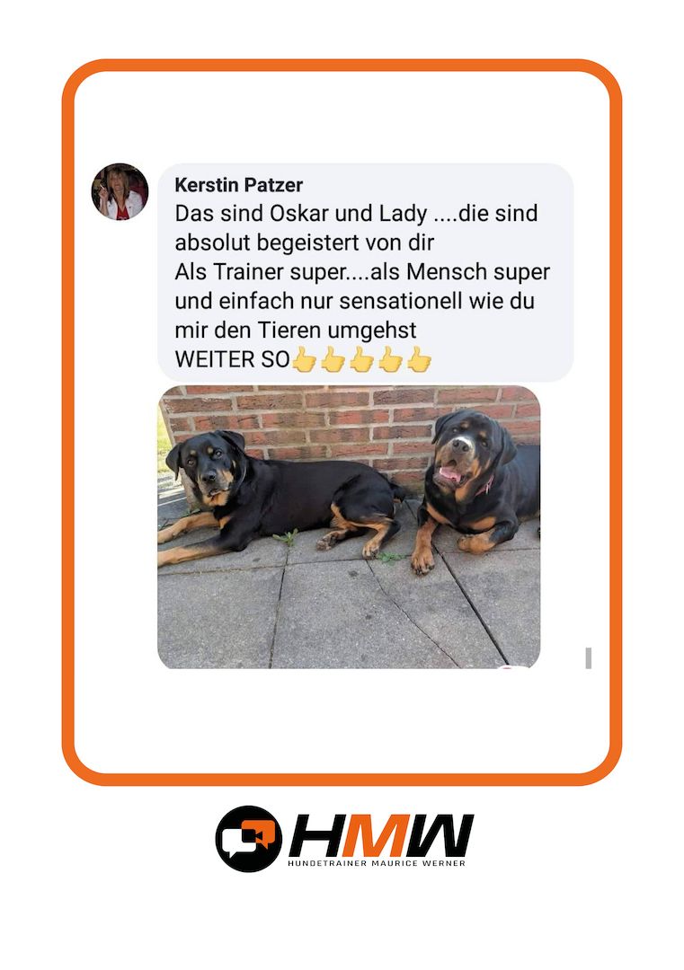 Professionelles Hundetraining – Persönlich oder auch via Video