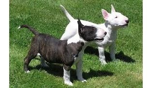 Mini Bull Terrier welpen m w