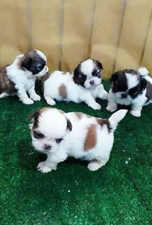 Wunderschöne Shih Tzu Welpen