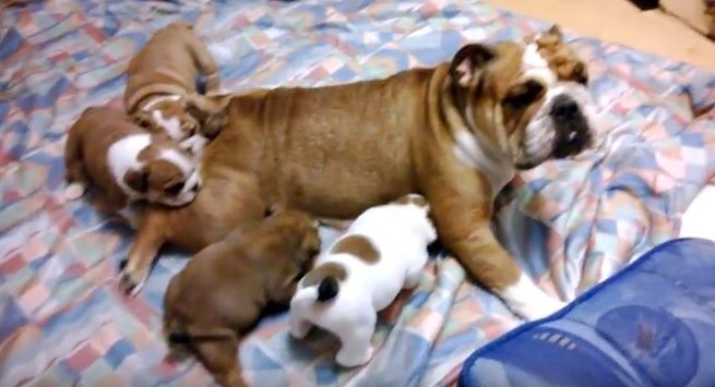 Old English Bulldog Welpen suchen ein Zuhause