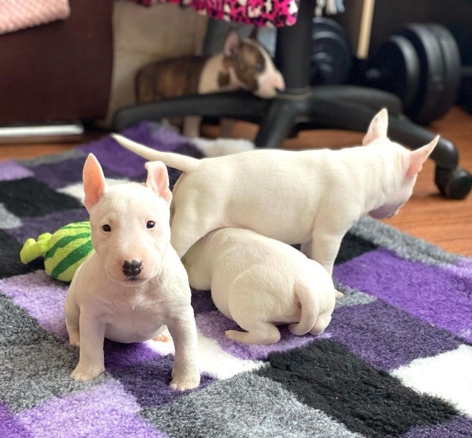 Mini Bull Terrier welpen m w