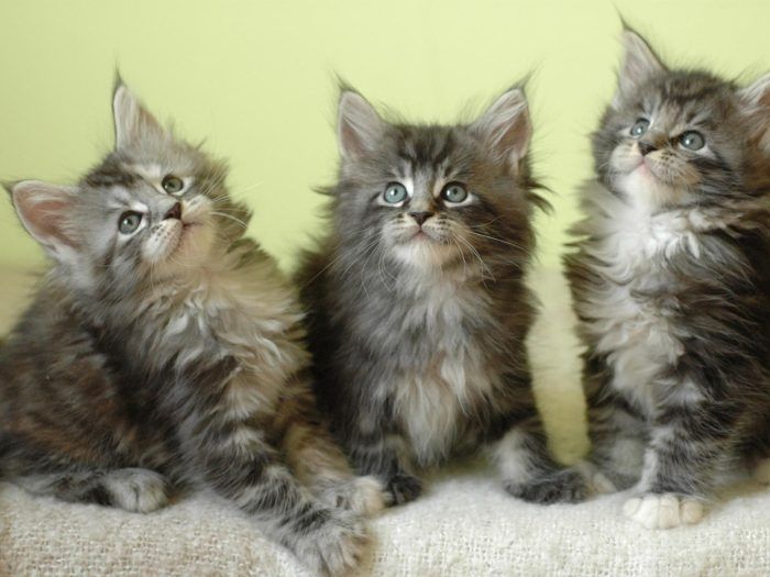 Maine Coon Kätzchen zu verkaufen