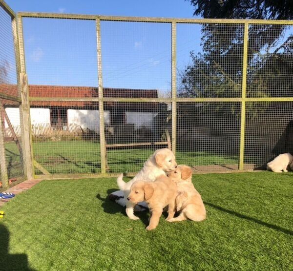 Golden Retriever puppies for adoption.