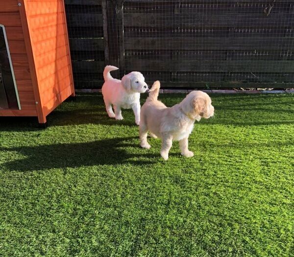 Golden Retriever puppies for adoption.