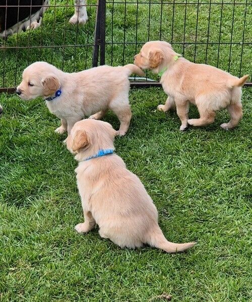 Golden-Retriever-Welpen suchen ein neues Zuhause.