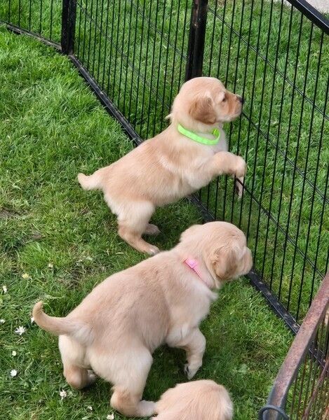 Golden-Retriever-Welpen suchen ein neues Zuhause.