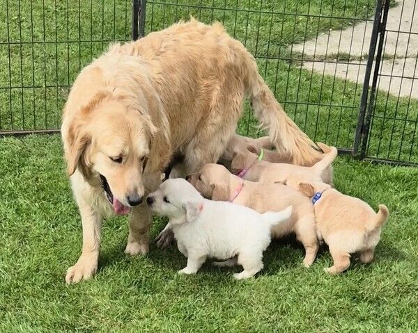 Golden-Retriever-Welpen suchen ein neues Zuhause.