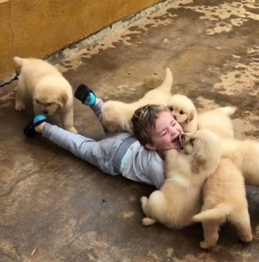 Golden-Retriever-Welpen suchen ein neues Zuhause.