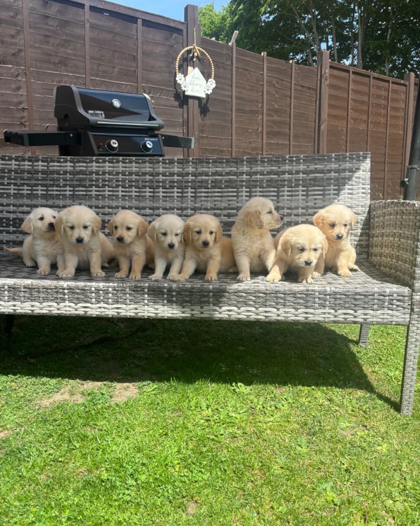Golden-Retriever-Welpen suchen ein neues Zuhause.
