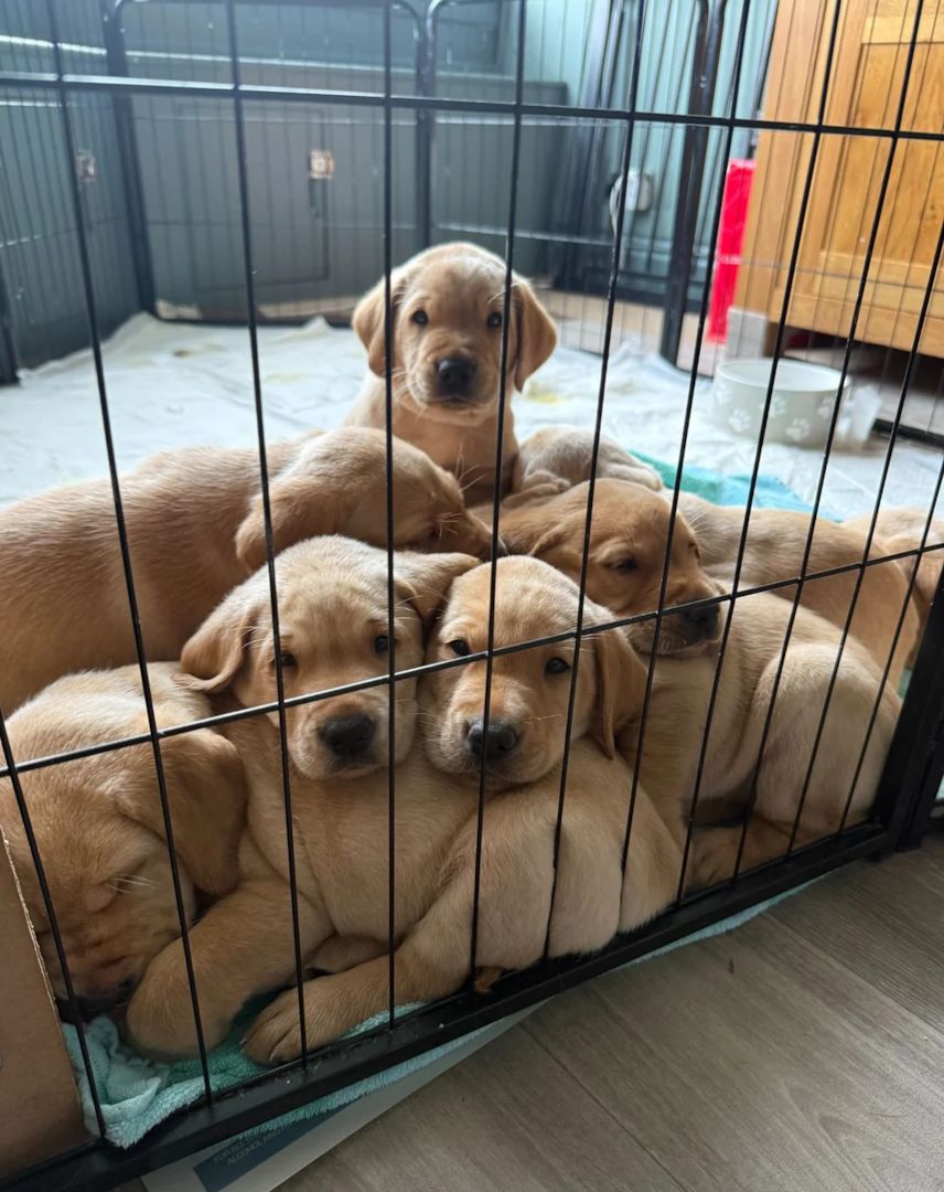 Labradorwelpen zu adoptieren.