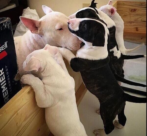 Englische Bullterrier-Welpen suchen ein neues Zuhause.