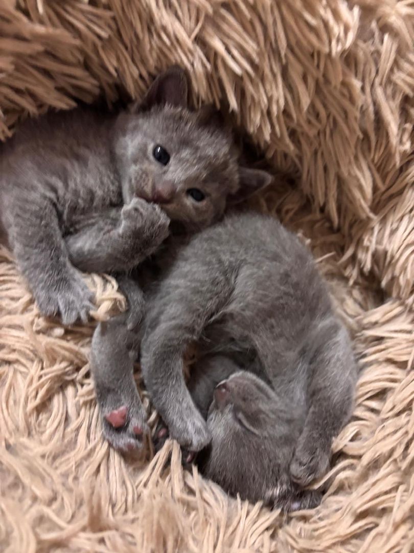 4 Wunderschöne Russisch Blau kitten