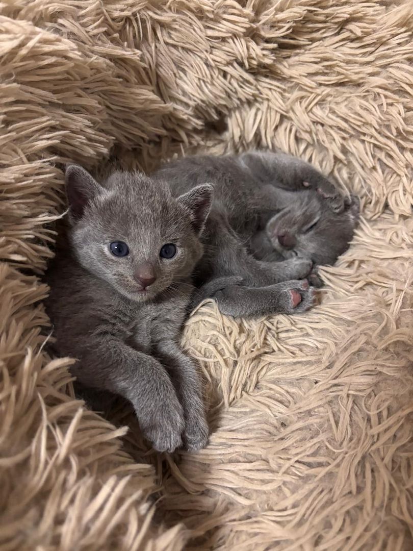 4 Wunderschöne Russisch Blau kitten