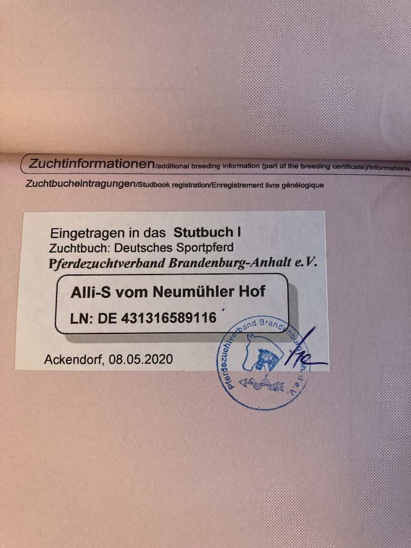 Herzensstute