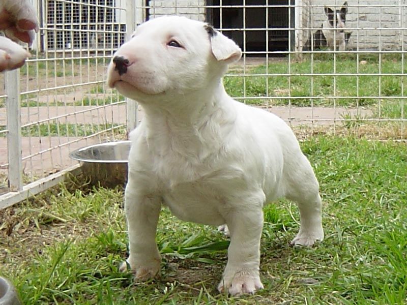 Bullterrier-Welpen. WhatsApp: +44 7469 456352