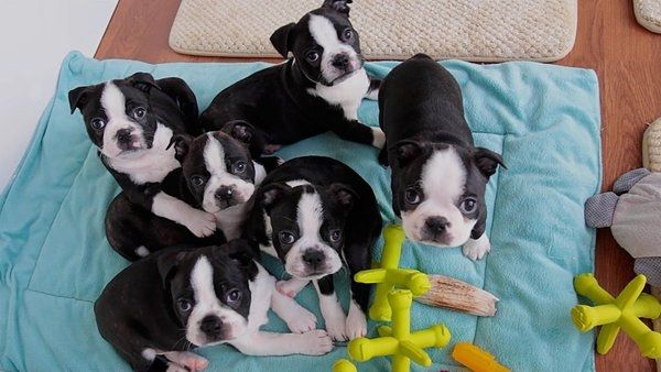 Registrierte Boston Terrier