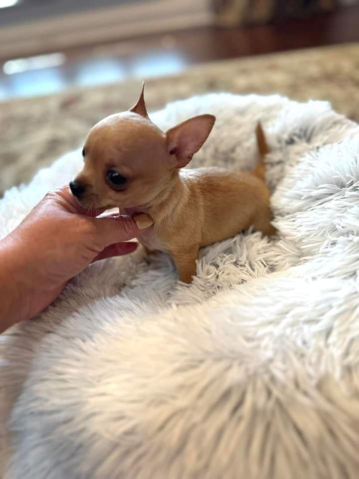 Mini toy Chihuahua Welpen
