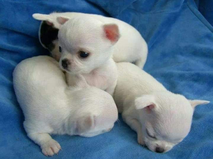 Mini toy Chihuahua Welpen
