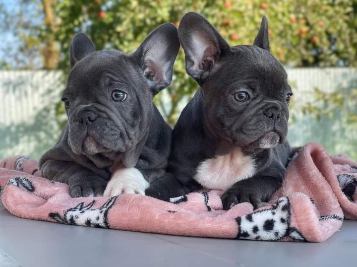 Französische Bulldogge