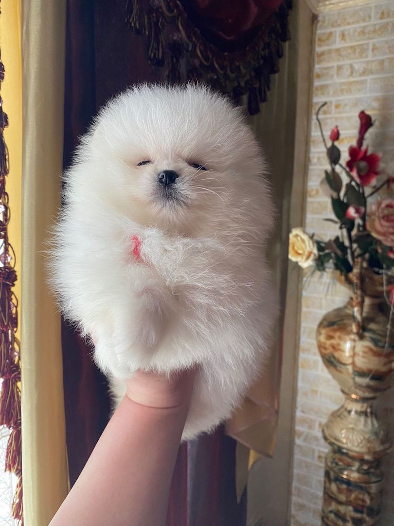 pomeranian welpen